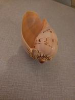 Melo amphora, Ophalen of Verzenden, Schelp(en)