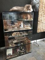 Terrarium/Gerbilarium met extra stevig Deksel, Dieren en Toebehoren, Nieuw, Minder dan 60 cm, Hamster, Ophalen of Verzenden