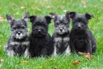 Dwergschnauzer pups te koop, Schnauzer pups, Dieren en Toebehoren, 15 weken tot 1 jaar, Overige rassen, Buitenland, CDV (hondenziekte)