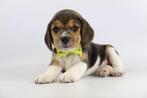 Jonge Beagle pups, belgisch Beagle fokker, België, Beagle, Fokker | Hobbymatig, CDV (hondenziekte)