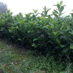 Prunus laurocerasus Rotundifolia, Jardin & Terrasse, Enlèvement ou Envoi