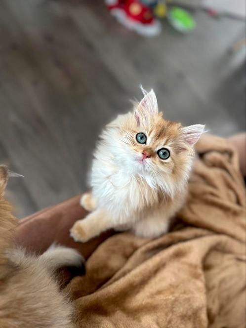 Brits langhaar black golden shaded katertje, Dieren en Toebehoren, Katten en Kittens | Raskatten | Langhaar, Kater, 0 tot 2 jaar