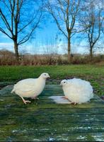 Verschillende kleurzuivere japanse kwartel broedeieren, Meerdere dieren, Overige soorten