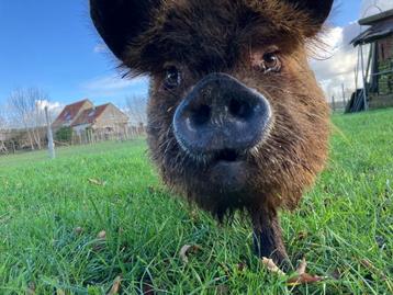 2 volwassen kune kune vrouwtjes met stamboom