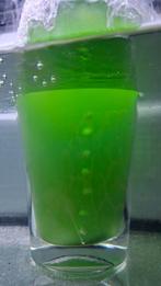 Phytoplankton nannochloropsis., Dieren en Toebehoren, Ophalen