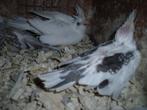 Valk parkieten baby, Dieren en Toebehoren, Geringd