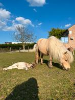 Mooie palmino Shetland pony zoekt een nieuwe thuis., Dieren en Toebehoren, Pony's, Merrie, Niet van toepassing, A pony (tot 1.17m)