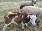 Baggerbonte bokken, Dieren en Toebehoren, Schapen, Geiten en Varkens, Mannelijk, Schaap, 0 tot 2 jaar