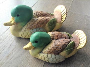 Twee mooie eendjes beschikbaar voor biedingen