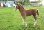 Prachtig merrieveulen tuigpaard  Potk, Dieren en Toebehoren, Merrie, Minder dan 160 cm, 0 tot 2 jaar, Tuigpaard