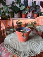 Philodendron Tortum, Huis en Inrichting, Kamerplanten, Ophalen