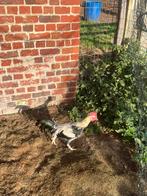 1 jarig haan gratis, Boeken, Ophalen