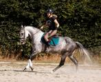 Zeer chique hartendief met unieke looks en een gouden hart!, Dieren en Toebehoren, Pony's, B, Ruin, Dressuurpony, 7 tot 10 jaar
