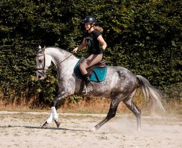 Zeer chique hartendief met unieke looks en een gouden hart! beschikbaar voor biedingen