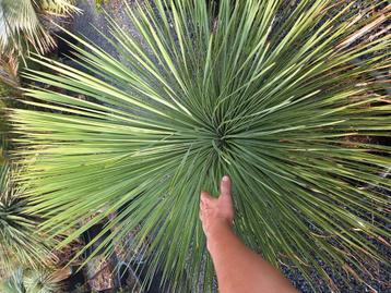 yucca linearifolia beschikbaar voor biedingen