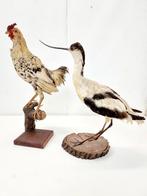 Oude opgezette vogels, taxidermie, Verzamelen, Dierenverzamelingen, Ophalen, Zo goed als nieuw