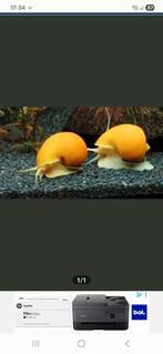 Binnenkort jonge appelslakken, Dieren en Toebehoren, Vissen | Aquariumvissen