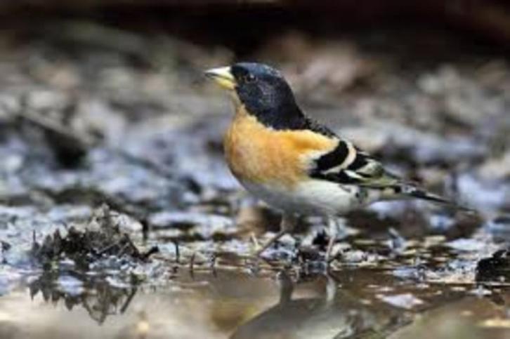 KEEP VINK 2025, Dieren en Toebehoren, Vogels | Overige Vogels, Wildzangvogel, Meerdere dieren, Tam, Geringd