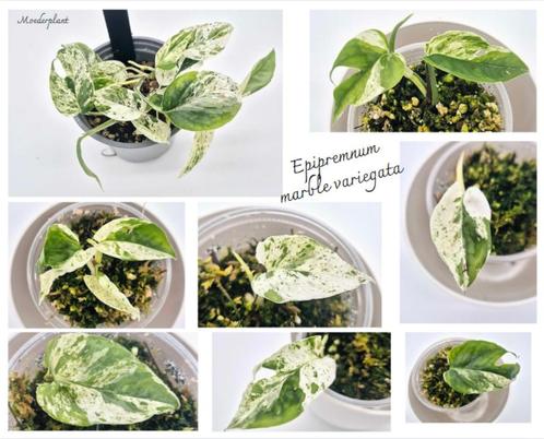 Epipremnum marble variegata, Huis en Inrichting, Kamerplanten, Ophalen of Verzenden