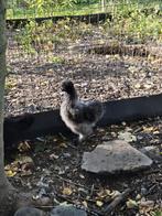 Chinese Zijdehoender hen, Dieren en Toebehoren, Pluimvee