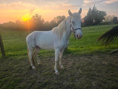 Lieve 3jarige ruin, Dieren en Toebehoren, Paarden, Ruin, Gechipt