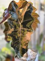 Knollen Alocasia Pseudo Sanderiana Aurea Variegated, Huis en Inrichting, Kamerplanten, Ophalen of Verzenden