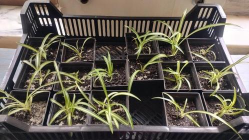 Plantes, Huis en Inrichting, Kamerplanten, Overige soorten, Minder dan 100 cm, Groene kamerplant, Halfschaduw, In pot, Ophalen