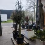 Olijfboom 30/35 jaar oud ca 150cm, Tuin en Terras, Planten | Bomen, Olijfboom, Ophalen