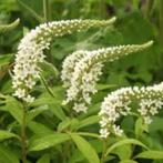 puntwederik, margriet, guldenroede, aster, meiklokjes, Tuin en Terras, Ophalen, Vaste plant