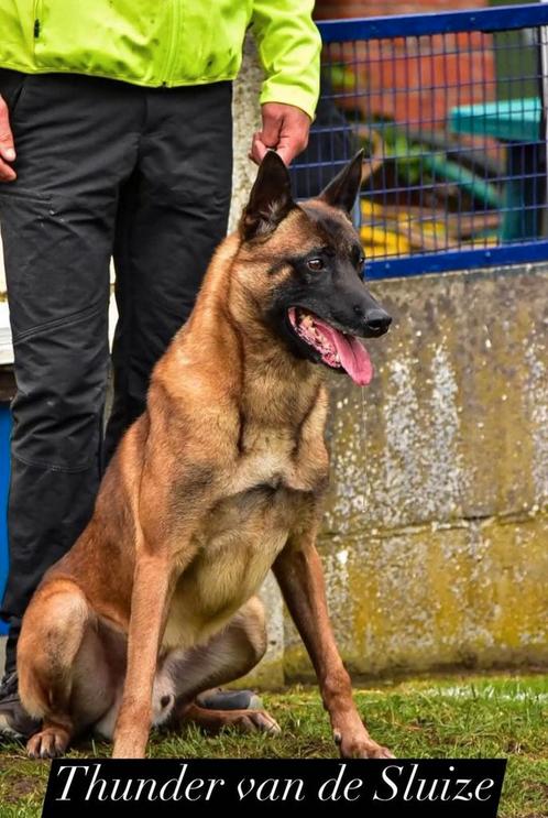 Mechelse herder nvbk stamboom pups, Dieren en Toebehoren, Honden | Herdershonden en Veedrijvers, Herder, Fokker | Hobbymatig, Meerdere