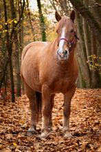 Veelzijdige 8-jarige Allround Ruin, Dieren en Toebehoren, Paarden, Ruin, Minder dan 160 cm, Gechipt, 7 tot 10 jaar