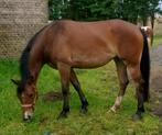 Ibero friese veulens en meerdere jaarlingen, Dieren en Toebehoren, Paarden