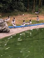 Bergeenden, Meerdere dieren, Eend