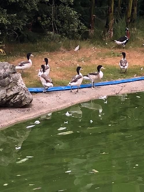Bergeenden, Dieren en Toebehoren, Pluimvee, Eend, Meerdere dieren