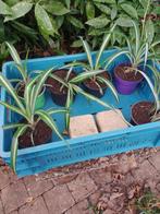 Graslelie, Huis en Inrichting, Kamerplanten, Ophalen, Overige soorten, Halfschaduw, Minder dan 100 cm