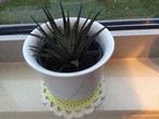 Groen Kamerplant, Ophalen, Vetplant, Halfschaduw, Minder dan 100 cm