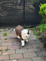 Pups uit eigen kweek Australische herder, Dieren en Toebehoren, België, Overige rassen, CDV (hondenziekte), 8 tot 15 weken