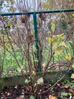 Zwarte bessenstruik - cassis, Ophalen, 100 tot 250 cm, Overige soorten