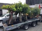 Olijfbomen - Vijgenbomen -Druivelaars. Te koop, Tuin en Terras, Halfschaduw, Olijfboom, Minder dan 100 cm, Zomer