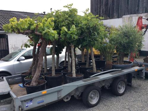 Olijfbomen - Vijgenbomen -Druivelaars. Te koop, Tuin en Terras, Planten | Bomen, Olijfboom, Minder dan 100 cm, Halfschaduw, Zomer