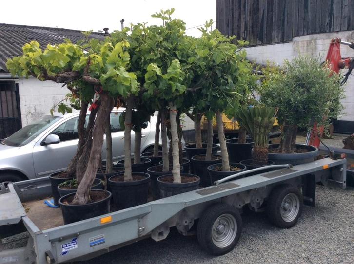 Olijfbomen - Vijgenbomen -Druivelaars. Te koop, Tuin en Terras, Planten | Bomen, Olijfboom, Minder dan 100 cm, Halfschaduw, Zomer