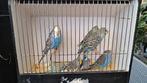 Grasparkieten, Dieren en Toebehoren, Vogels | Parkieten en Papegaaien