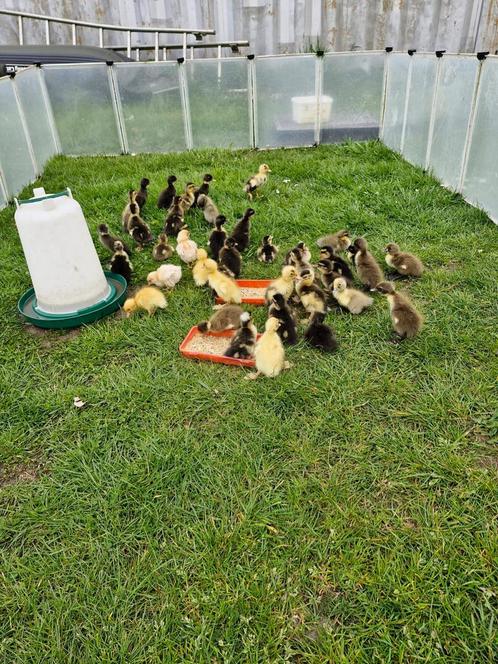 Opkoper gezocht pluimvee, Dieren en Toebehoren, Pluimvee