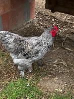 Haan 1 Brahma 1 mengeling Brahma. Eigen kweek, Dieren en Toebehoren, Mannelijk, Kip