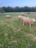 rammen, Dieren en Toebehoren, Schapen, Geiten en Varkens, Mannelijk, Schaap, 0 tot 2 jaar