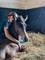 Lief hengstveulen Welsh d maat, Dieren en Toebehoren, Gechipt, 0 tot 2 jaar, Hengst, Onbeleerd