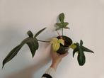 Philodendron Florida Ghost, Huis en Inrichting, Ophalen of Verzenden