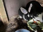 Duitse reus konijnen, Dieren en Toebehoren, Groot