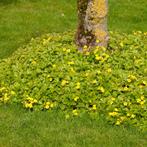Waldsteinia ternata (bodembedekker), Tuin en Terras, Ophalen, Vaste plant, Bodembedekkers, Halfschaduw