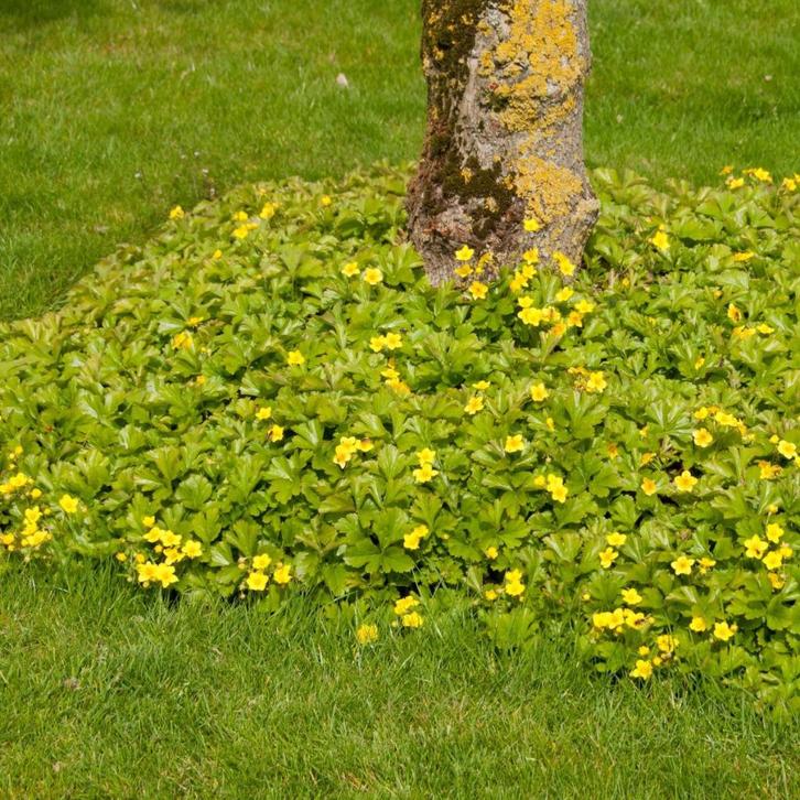 Waldsteinia ternata (bodembedekker), Tuin en Terras, Planten | Tuinplanten, Vaste plant, Bodembedekkers, Halfschaduw, Ophalen